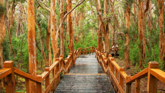 Bosque Arrayanes