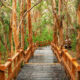 Bosque Arrayanes