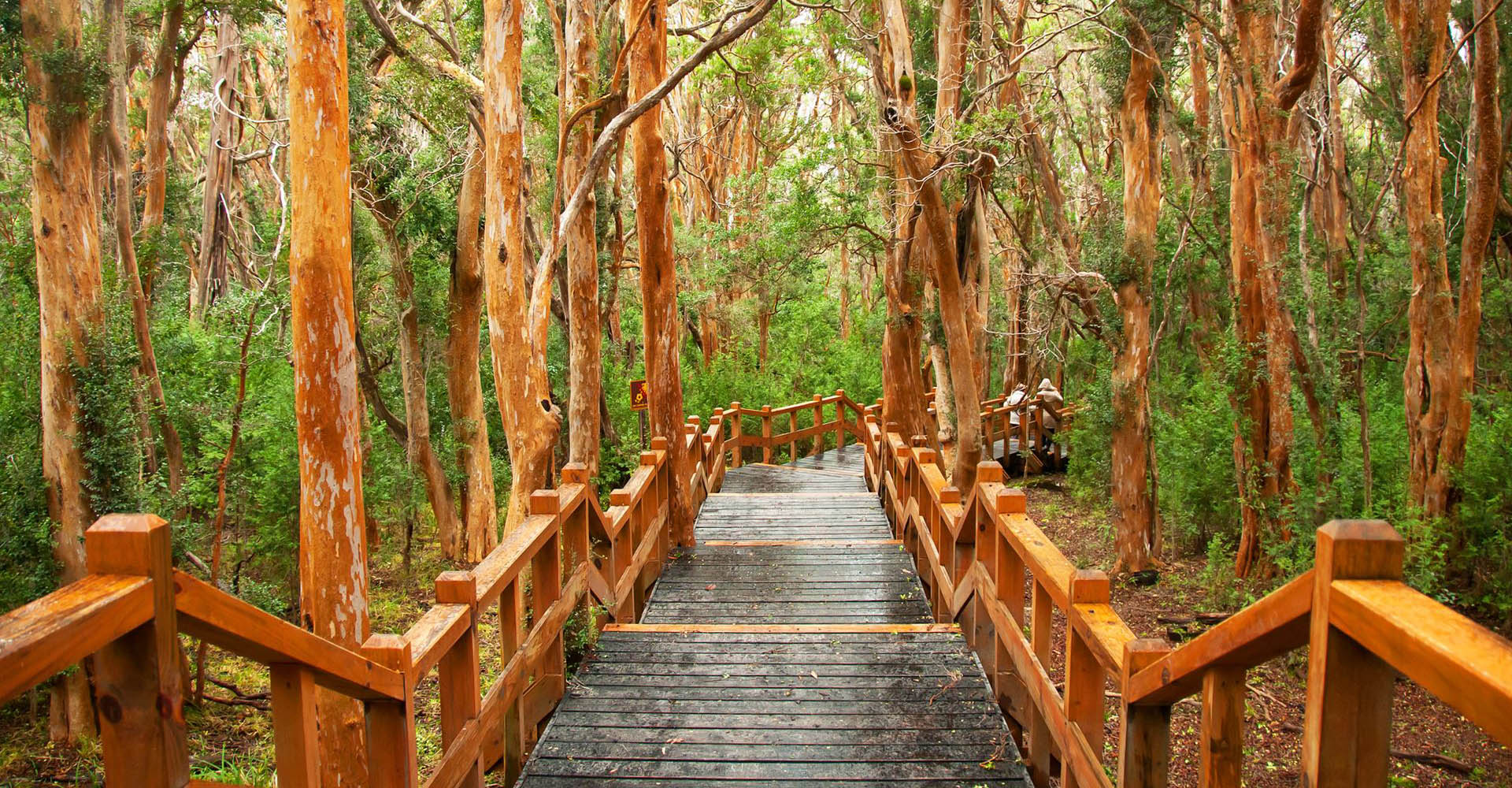 Bosque Arrayanes