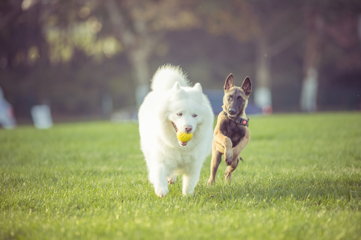 V&E - Perros