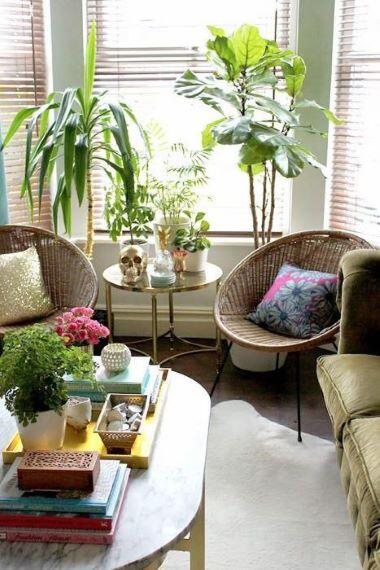 V&E - Decoración plantas