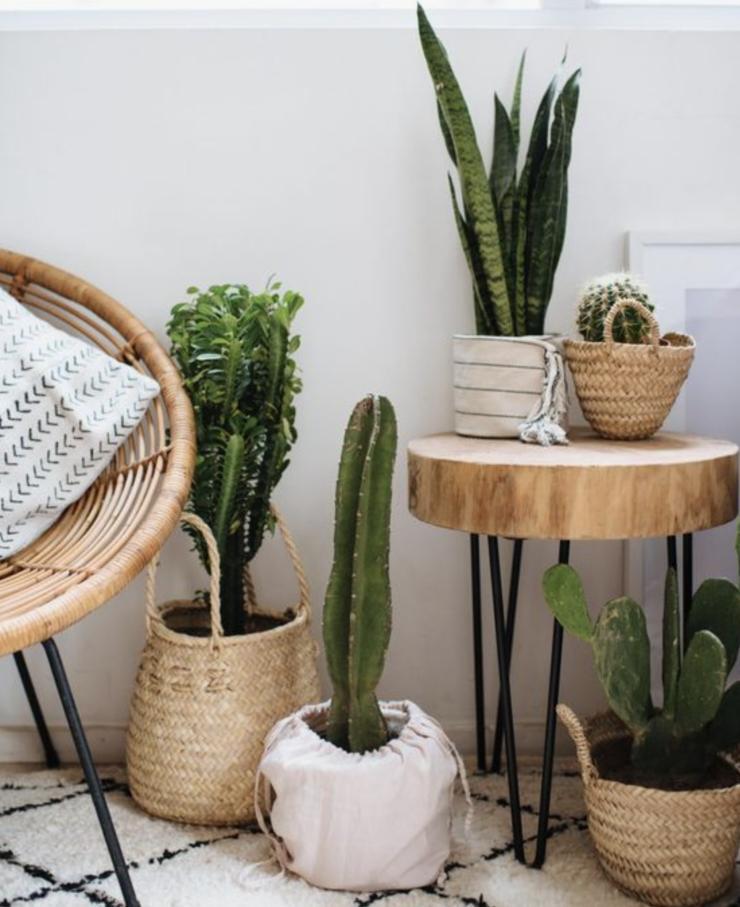 V&E - Cactus