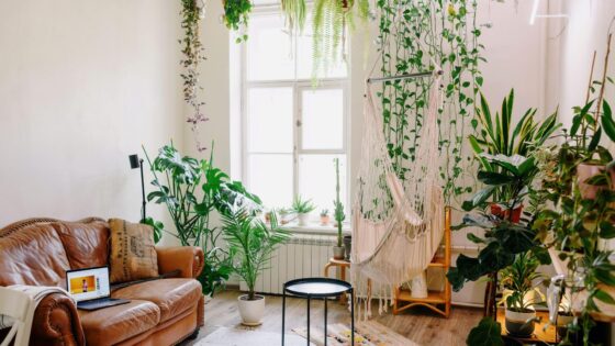 V&E - Decoración Plantas