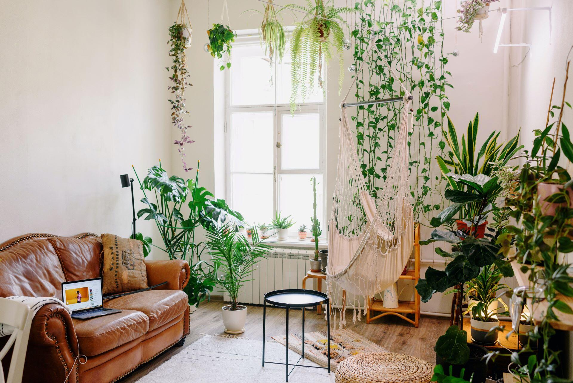 V&E - Decoración Plantas