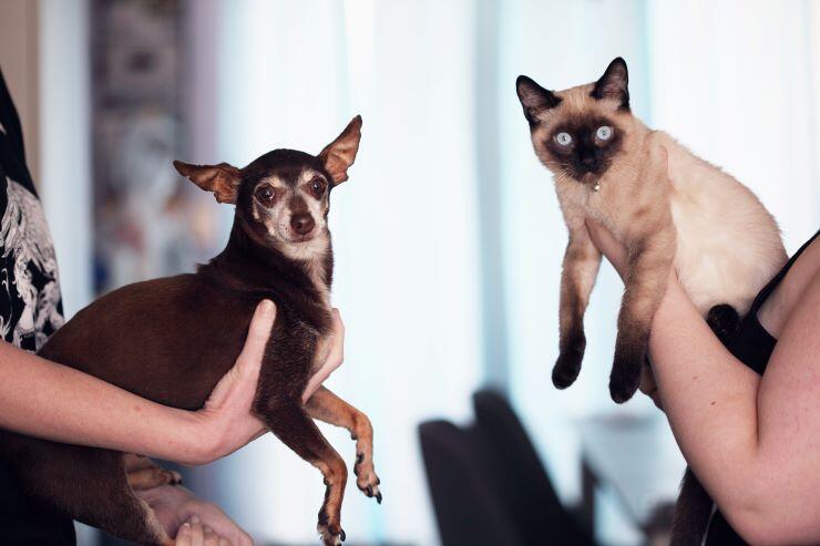 V&E - Perro y Gato