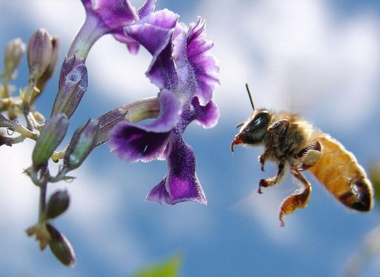 Abeja y flor