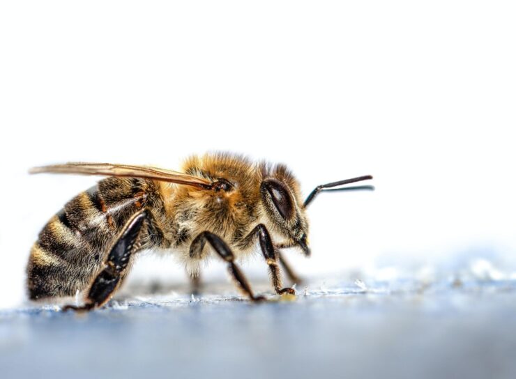 V&E - Abeja