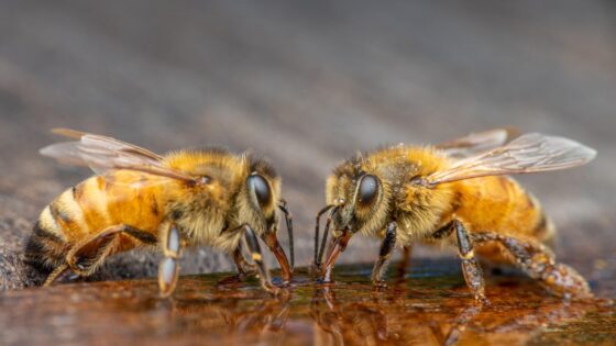 V&E - Abejas