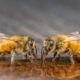 V&E - Abejas