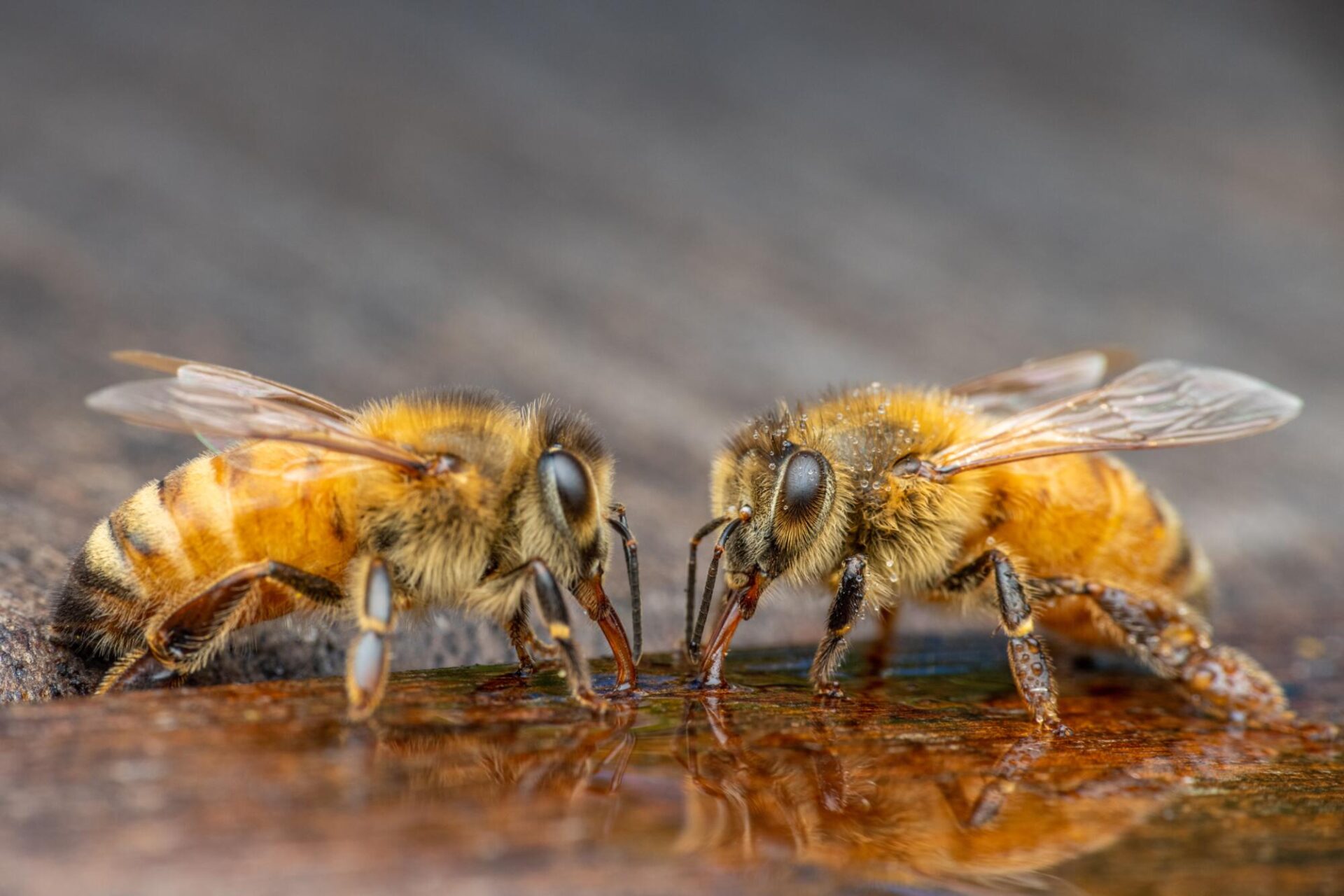 V&E - Abejas